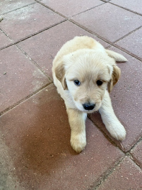 Blue Bones collar golden retriever puppy