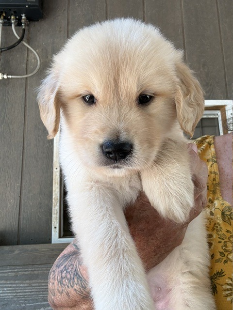Yellow collar golden retriever puppy