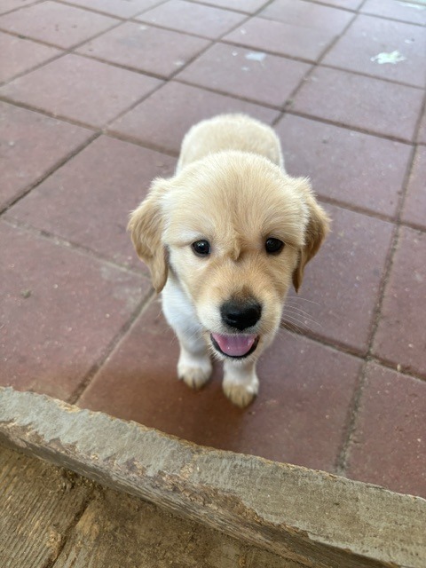 Black Bones collar golden retriever puppy