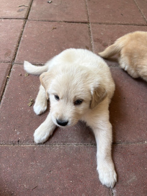Pink Bubbles collar golden retriever puppy