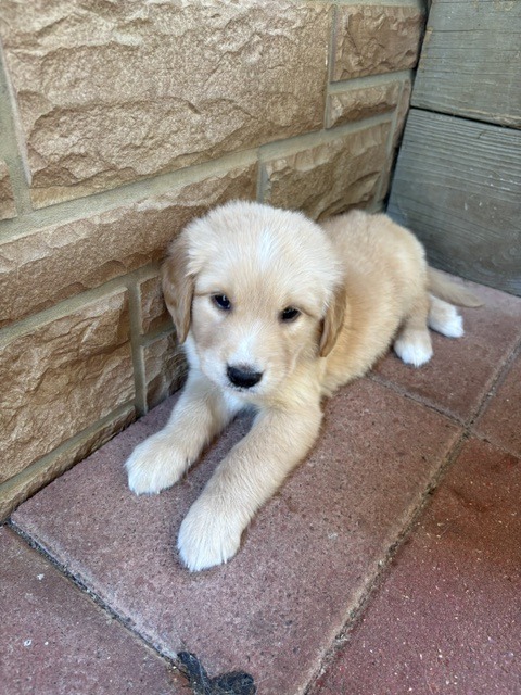 Loki, green collar golden retriever puppy