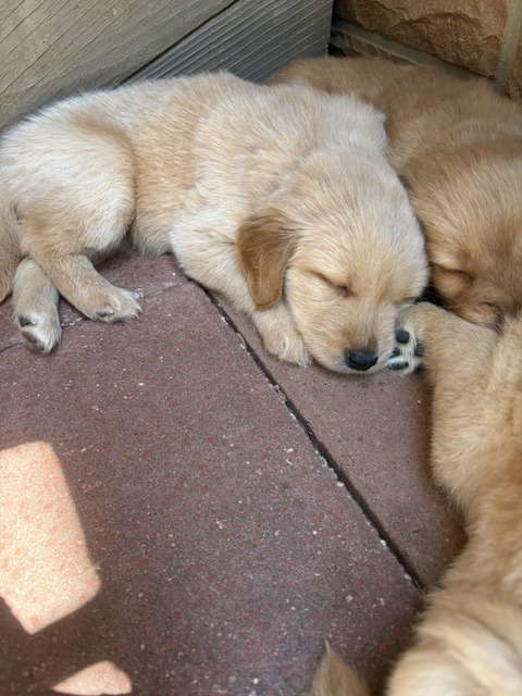 Daisy, blue and pink flowers collar golden retriever puppy