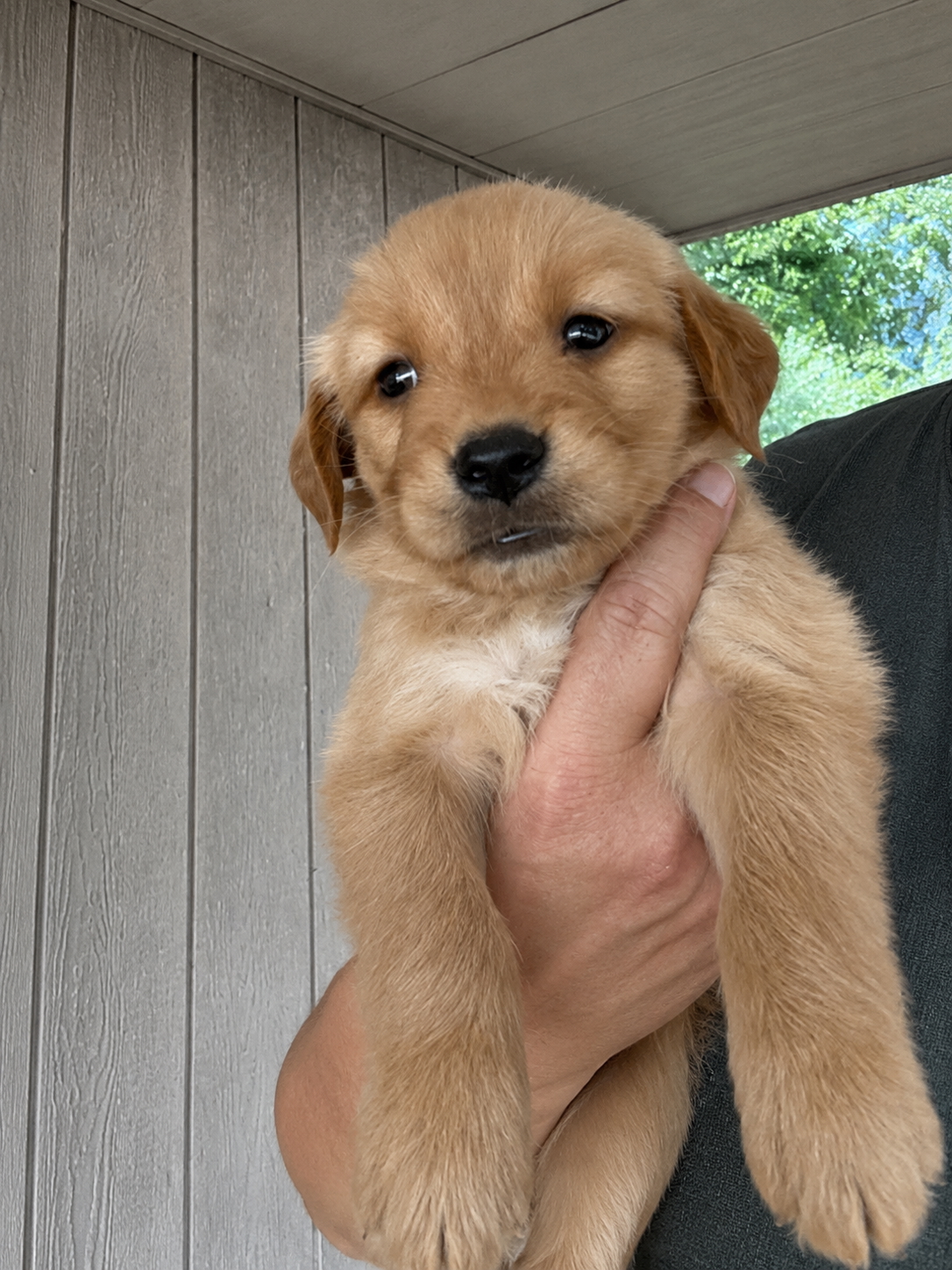 Pink collar golden retriever puppy