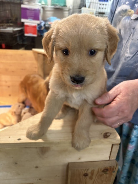 Red Bones collar golden retriever puppy