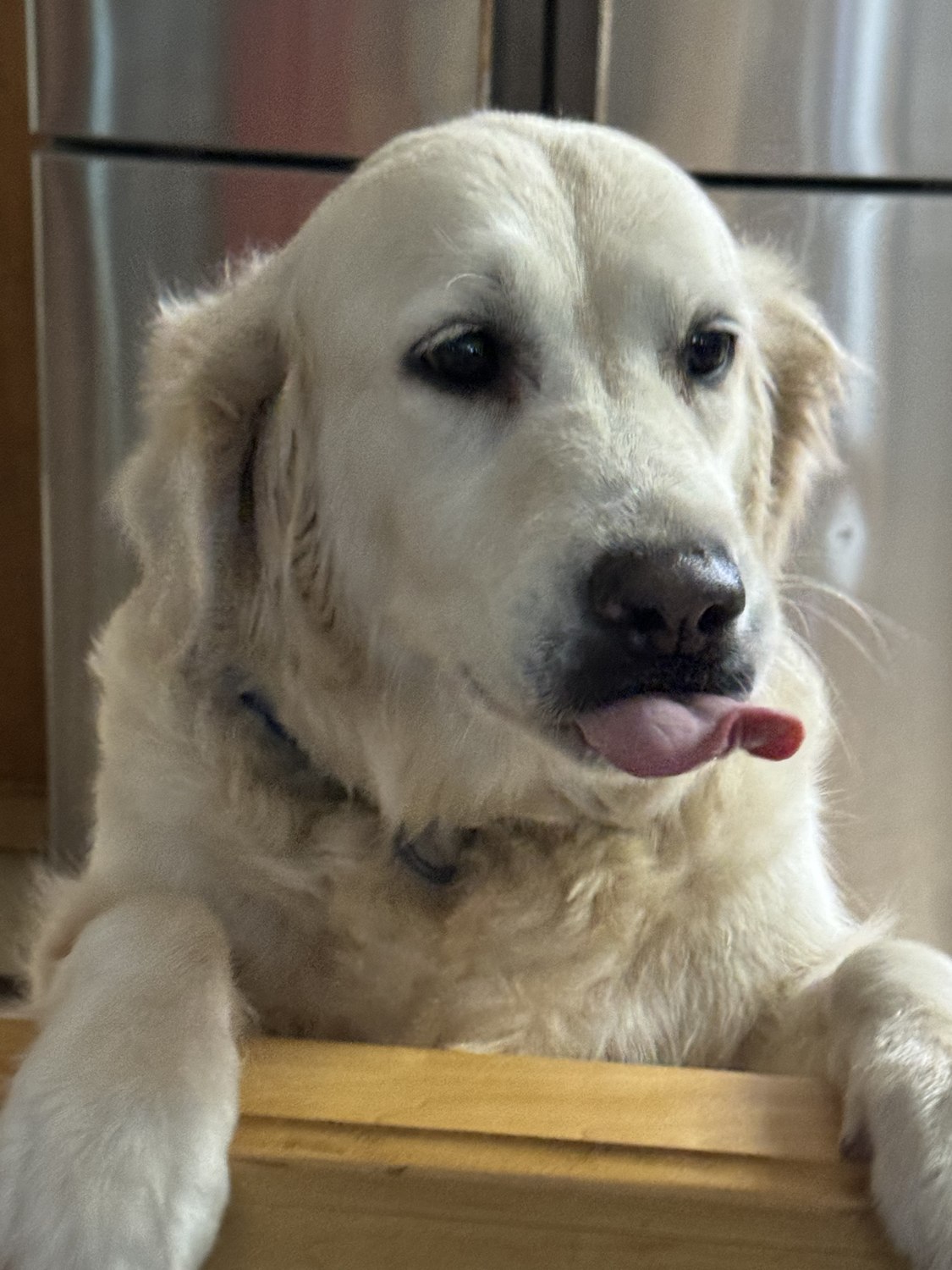 Bailey, DogTags golden retriever