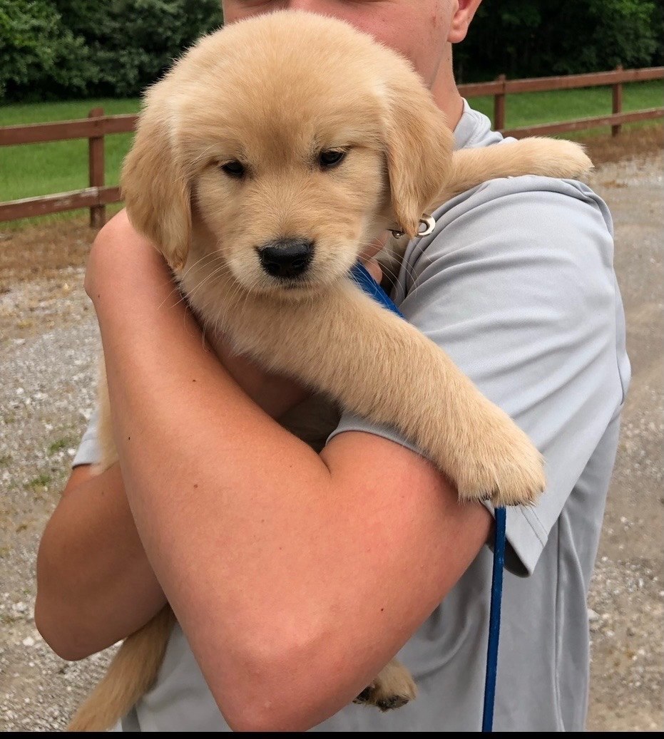 Cheyenne as a puppy