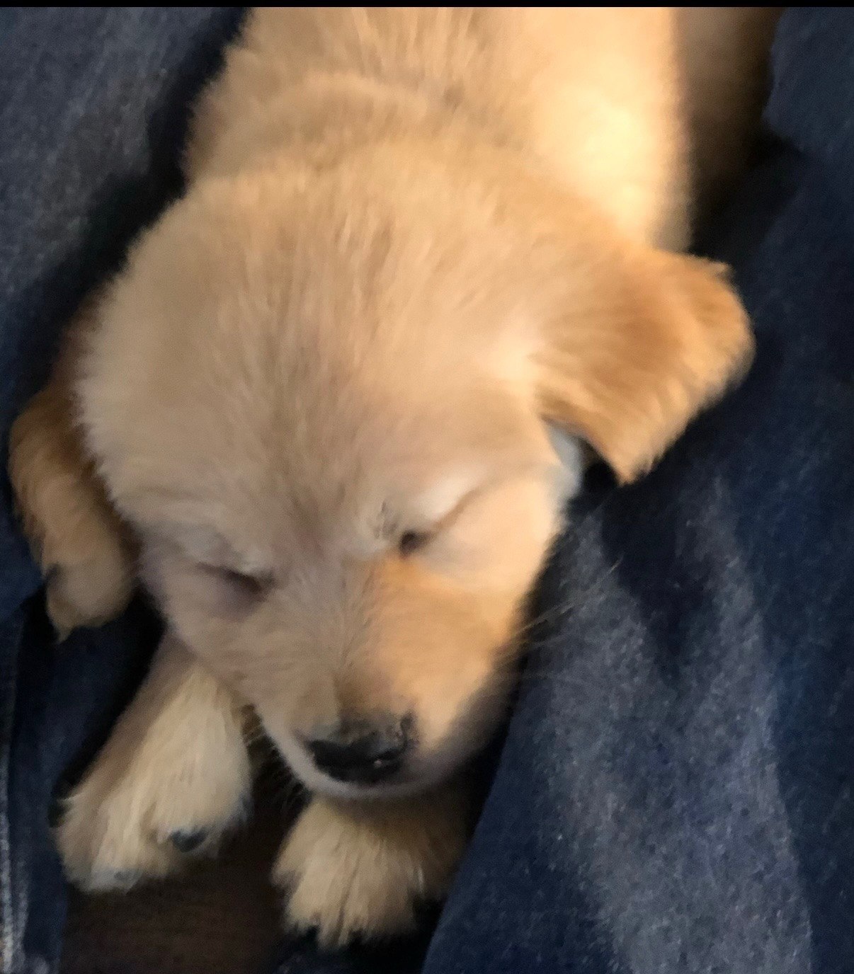 Cheyenne as a puppy