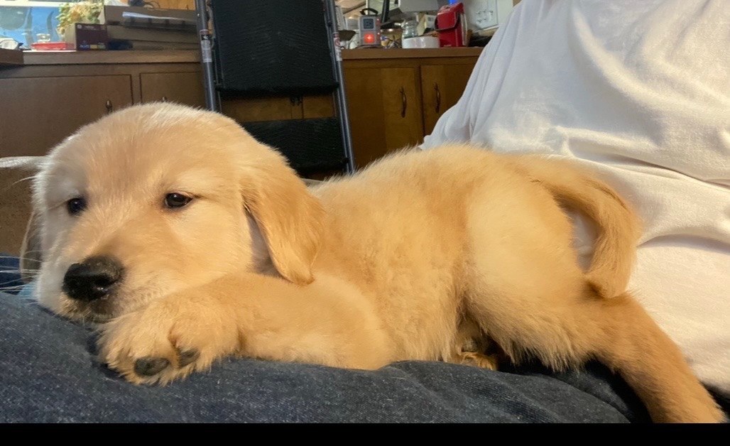Cheyenne as a puppy