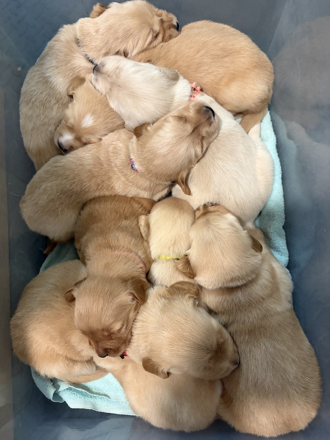 The DogTags golden retriever litter
