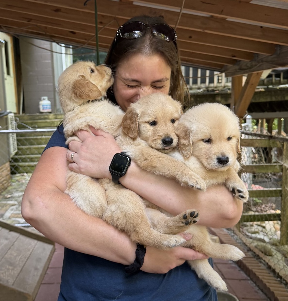 An armful of golden retriever puppies
