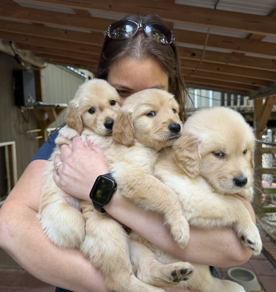 Golden retriever puppies together