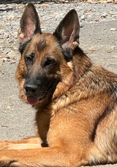 Kree, DogTags German shepherd