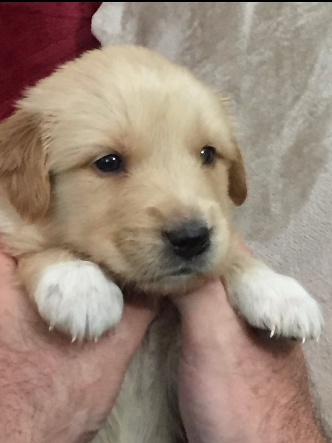 Thor as a puppy