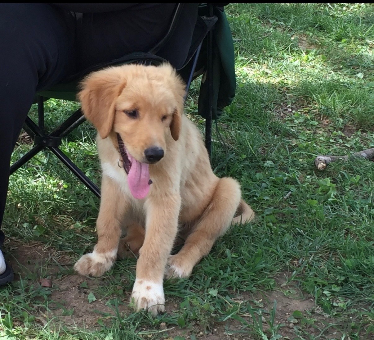Thor as a puppy